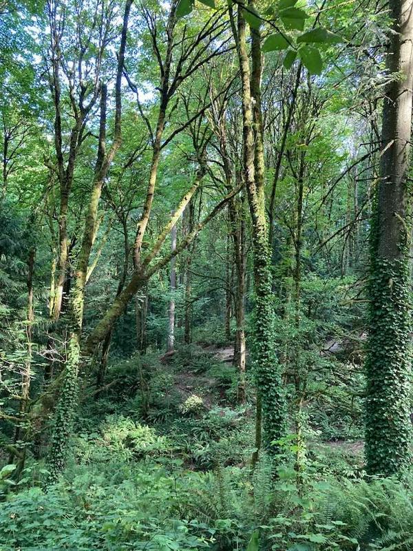 A Blessing from the Trees. On joy and storms and blessings.